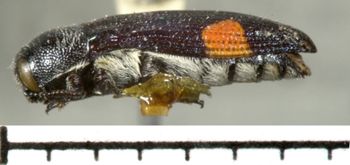 Media type: image;   Entomology 33810 Aspect: habitus lateral view